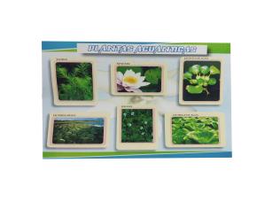 Lamina Planta Acuaticas