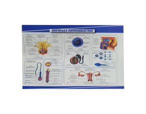 Lamina Sistema Reproductor