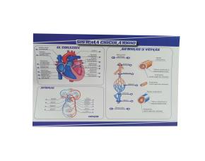 Lamina Sistema Circularorio