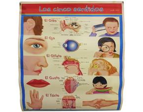 Cromos Los 5 Sentidos Espanol