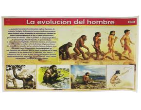 Paq.24 Cromos Evolucion Del Hombre 70X50Cm