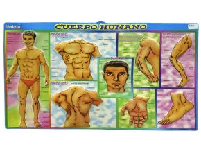 Lamina Educativa Cuerpo Humano