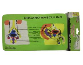 Fomi Educativo Org Masculino