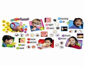 Pqt 50 Pza Los 5 Sentidosfive Senses