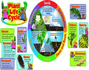 Pqt 20 Pc Las Plantas Vidaplant Life Cycle